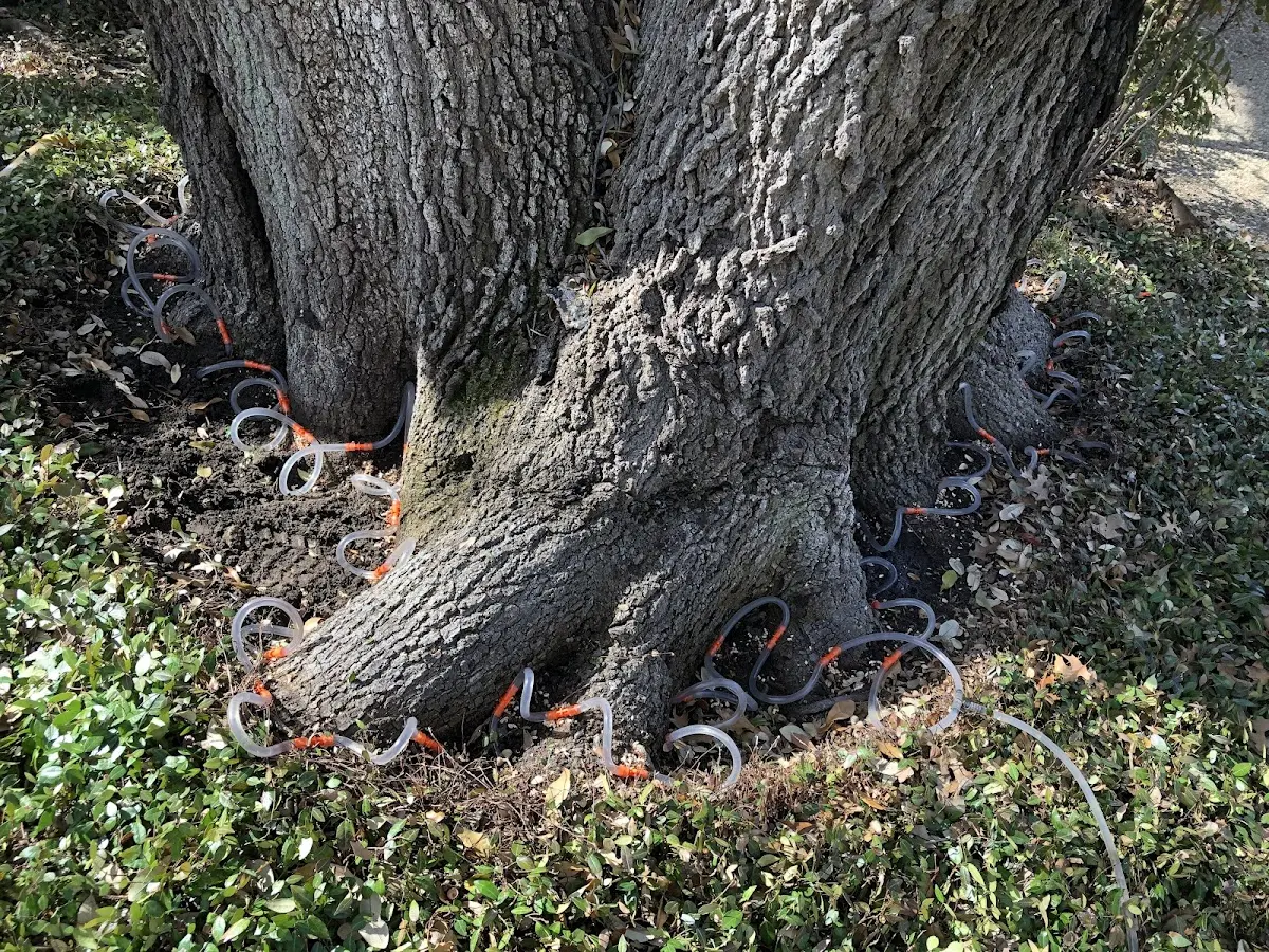 Detailed Shrub and Hedge Trimming job site in Tate