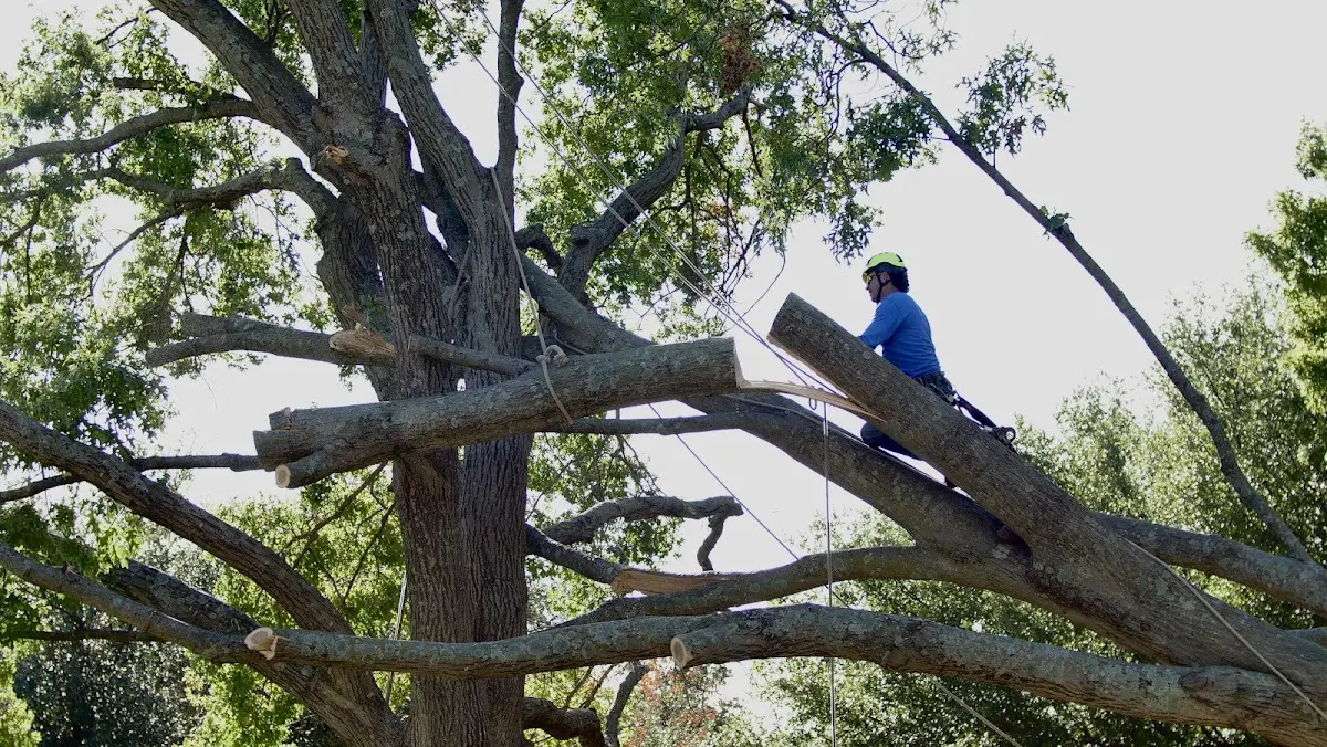 Professional Crown Thinning performed by certified arborists in Tate